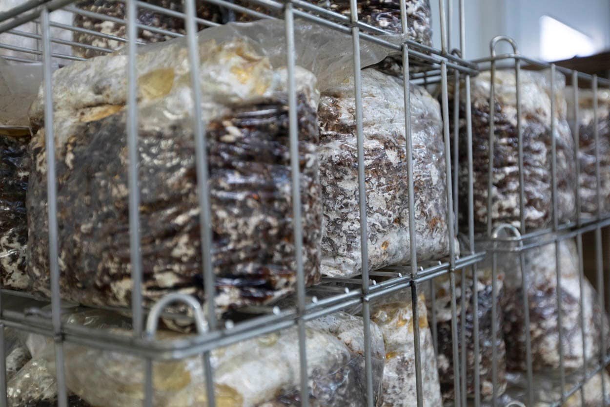 medicinal mushroom supplier, bulk mushrooms