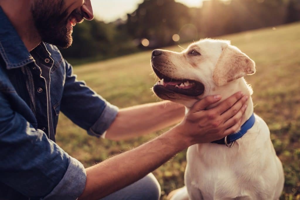 mushroom supplements for dogs