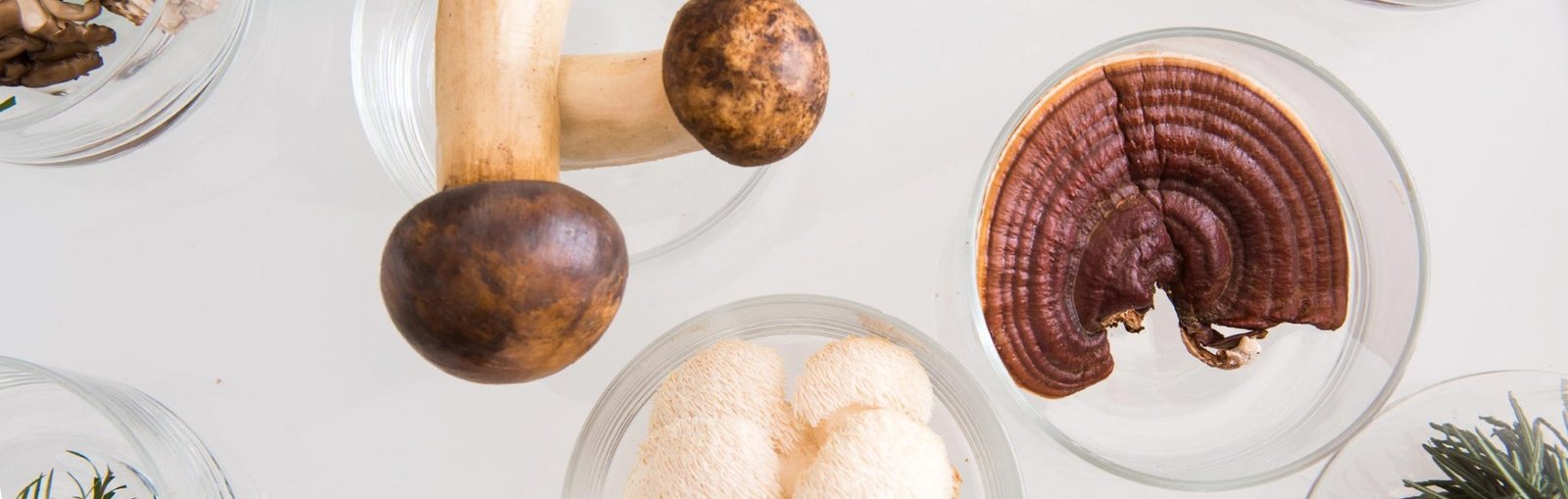 medicinal mushrooms, bulk mushrooms