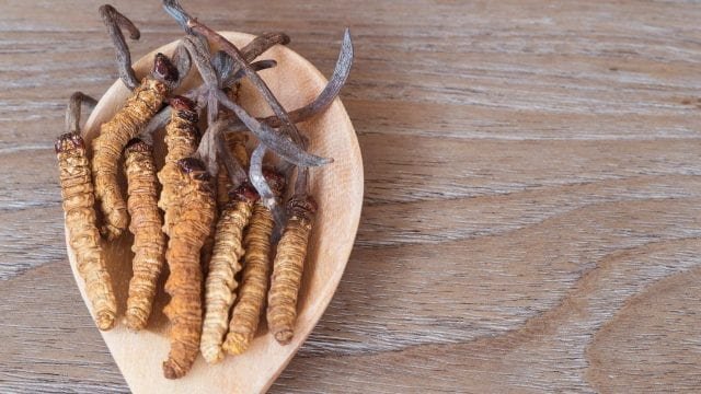 cordyceps, bulk mushrooms