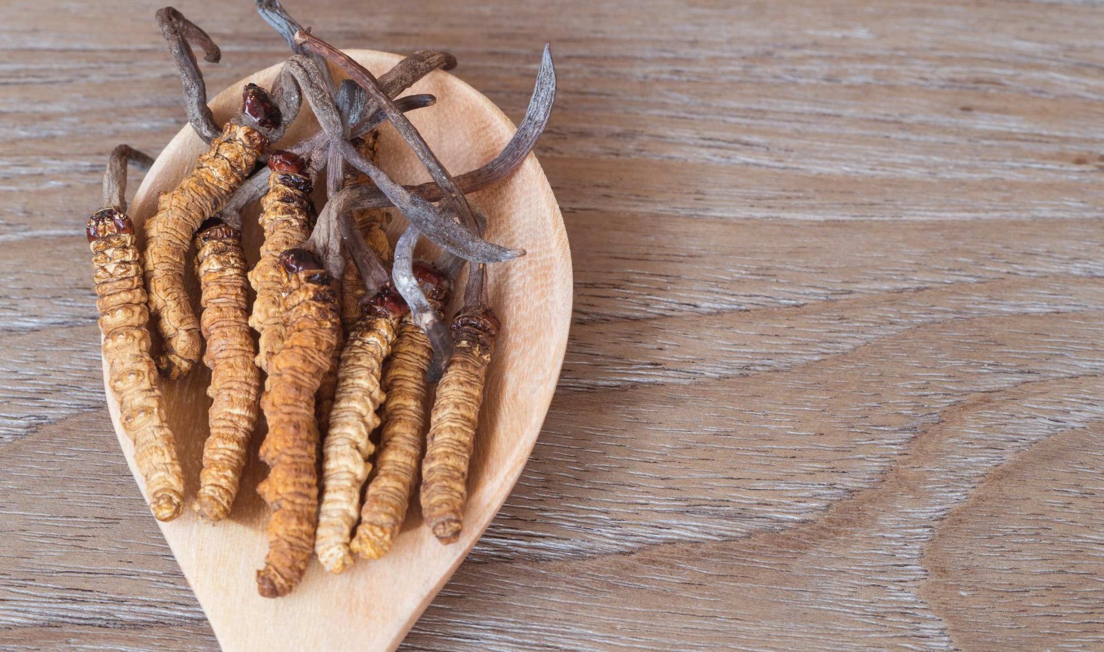 cordyceps, bulk mushrooms