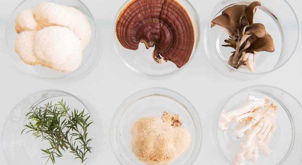 organic medicinal mushrooms