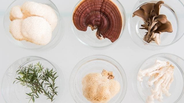 organic medicinal mushrooms