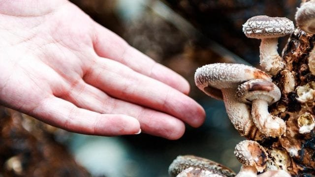 medicinal mushroom products, bulk mushrooms, organic cordyceps