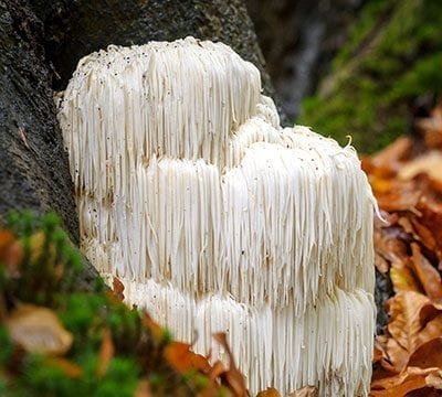 Lion's Mane Mushroom