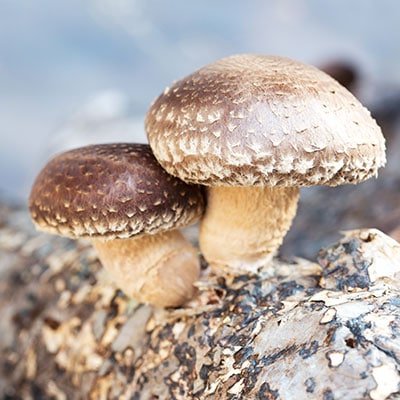 Lentinula Edodes - shiitake