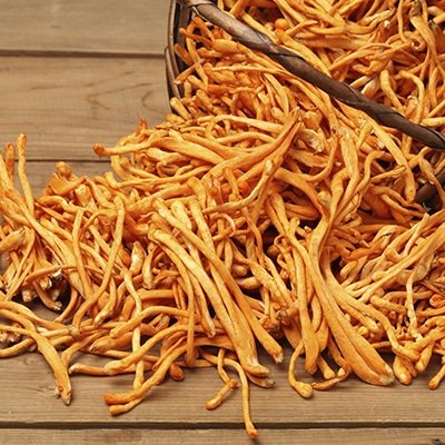 Cordyceps Militaris