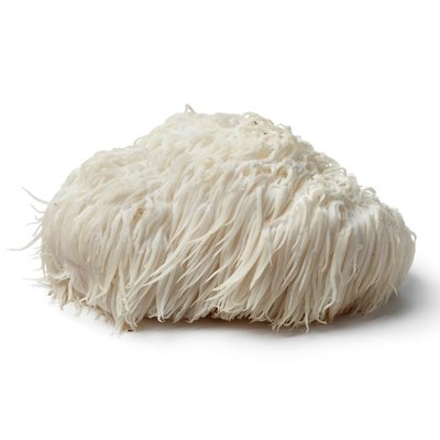 Hericium Erinaceus AM1, lion's mane mushroom