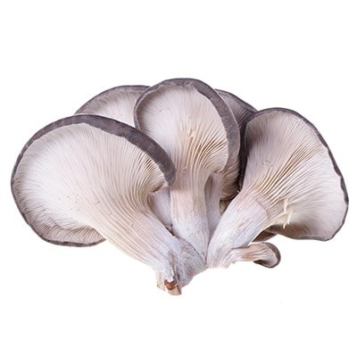 Pleurotus Ostreatus Columbus (Blue), best mushroom supplements