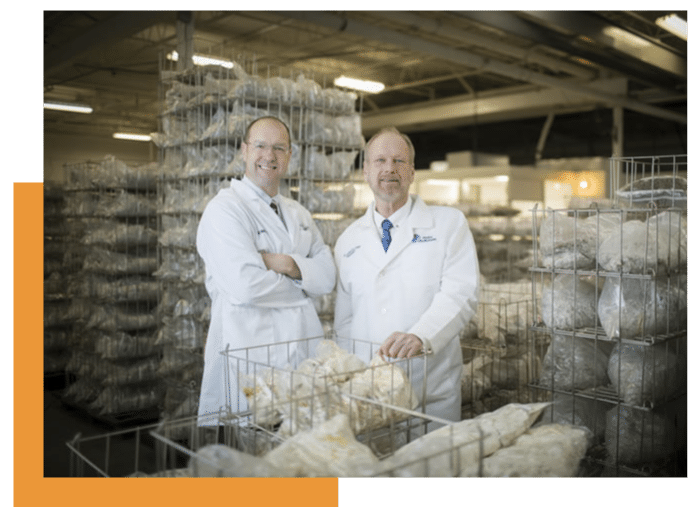 medicinal mushroom supplier, organic cordyceps