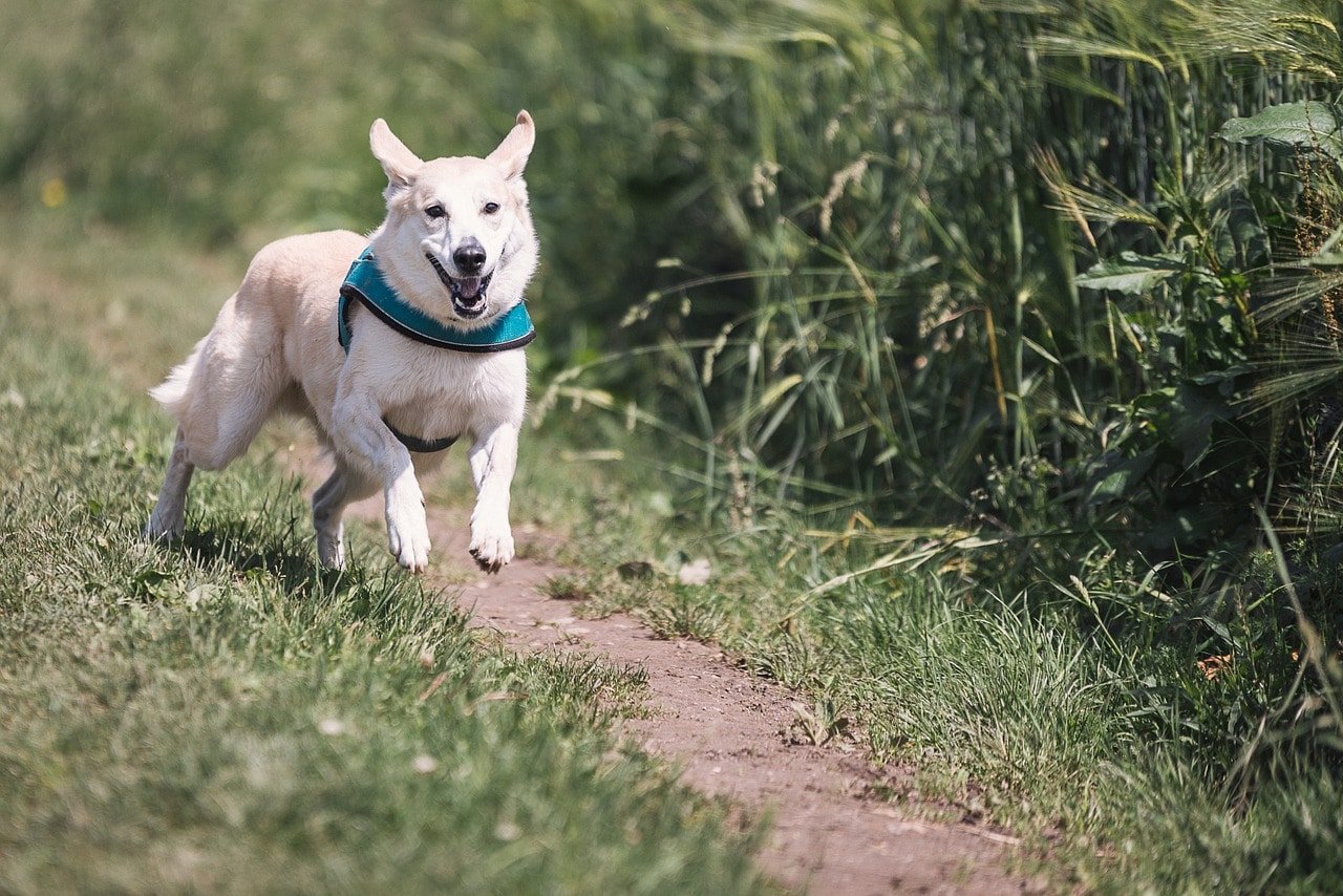 mushroom supplements for dogs, cordyceps