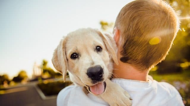 mushroom supplements for dogs