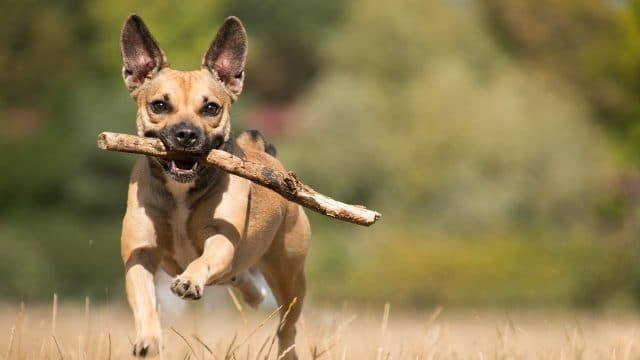 k9 immunity
