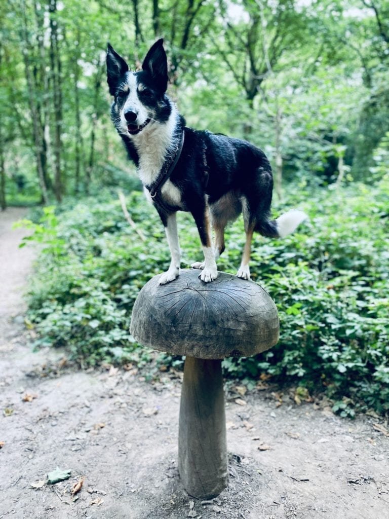 mushrooms for dogs