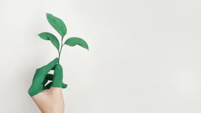 sustainable mushroom supplements