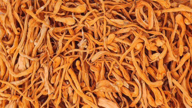 Cordyceps