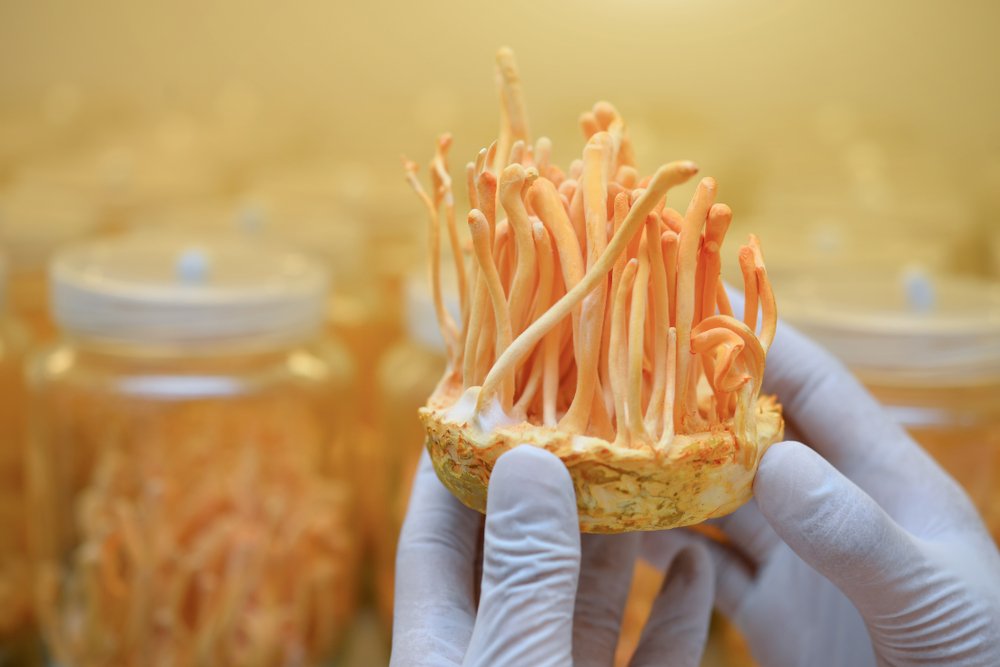 Organic Cordyceps