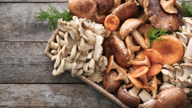 difference between chaga and reishi