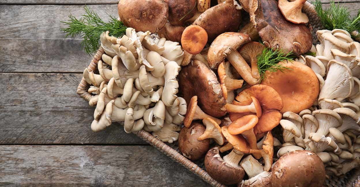 difference between chaga and reishi